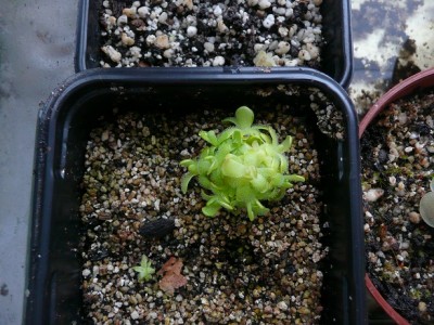 Pinguicula gracilis.jpg