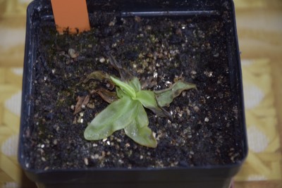 primuliflora.jpg