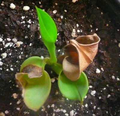2012-12-08heliamfora.JPG