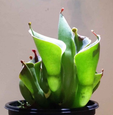 Heliamphora heterodoxa x minor 2014-12-10 2.jpg