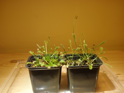 Drosera capillaris ir D. nidiformis 2012.12.09.JPG
