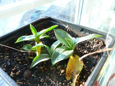 SPIRANTHES.JPG