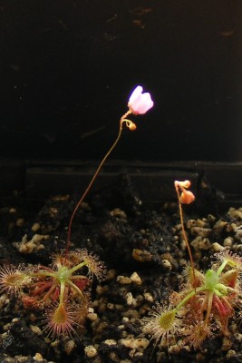 D. omissa.JPG