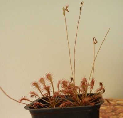 Drosera capillaris 2013.05.08 2.JPG