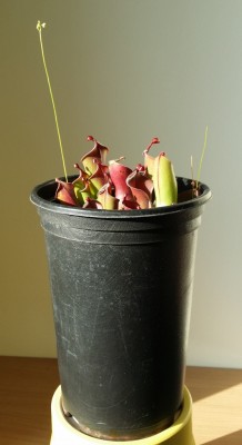 Heliamphora heterodoxa x minor 2014-02-28 2.jpg