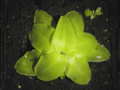 Pinguicula grandiflora 2013.09.26 1.JPG
