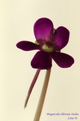 Pinguicula ehlersiae ziedas.jpg