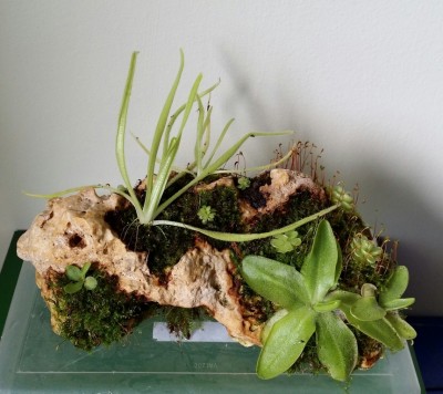 Luitas II 2014-06-21 1.jpg
