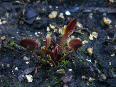 'Royal red'.JPG