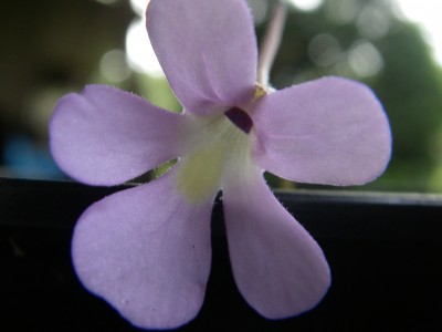 IMGP2406.JPG