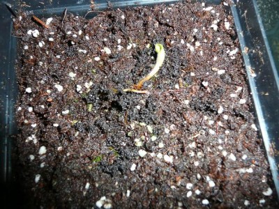 heliamphora_heterodoxa_kaput.JPG