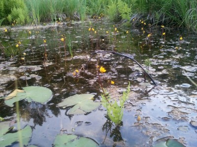 Utricularia sp. 2013-06-20 20.31.57.jpg