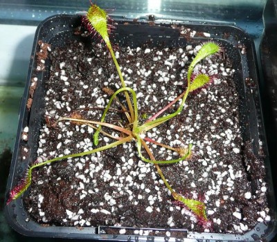 obovata.JPG