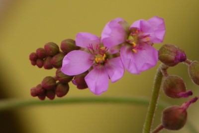 Drosera aliciae žydi (2012-06).JPG
