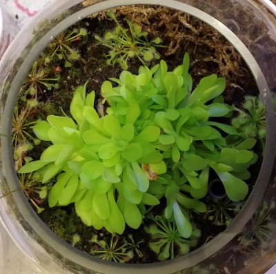 Pinguicula ehlersiae 2014-02-19.jpg