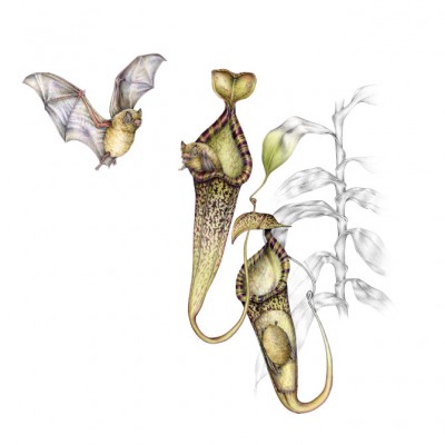planta_Habitat_Montagem.jpg