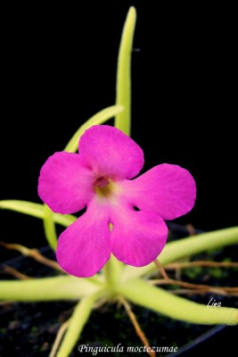 Pinguicula moctezumae'14.jpg
