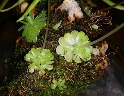 Pinguicula esseriana 2014-12-10 2.jpg