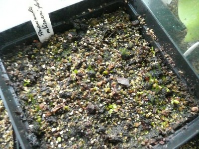 Pinguicula valisnerifolia.JPG