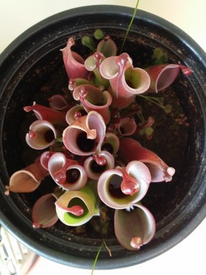 Heliamphora heterodoxa x minor 2014-02-28 4.jpg