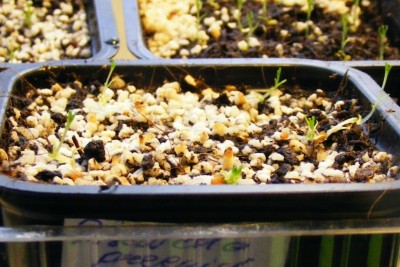 D. sewellia.JPG