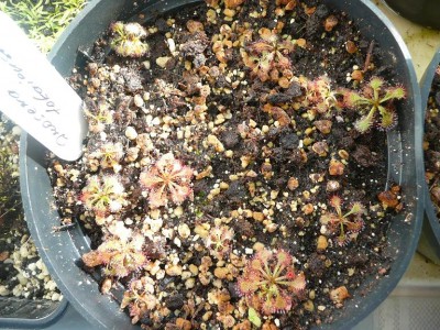 Drosera_tokaiensis.JPG