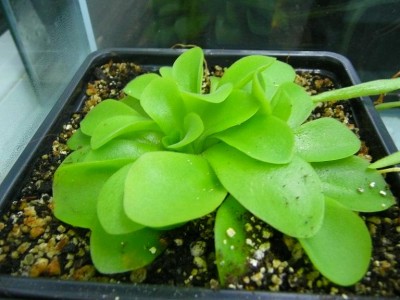 P_moranensis.JPG