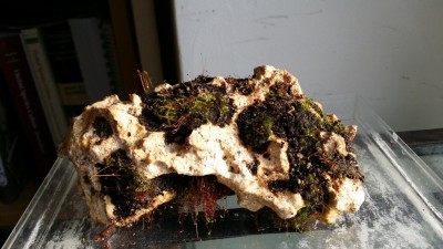 Luitas II 2013-11-02 1.jpg