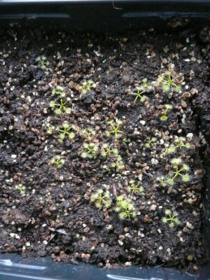 P1130614 drosera peltata.jpg