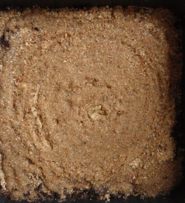Drosera rupicola 2013-10-13.JPG