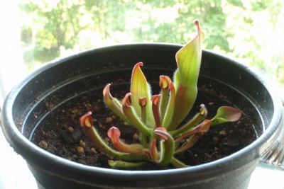 Heliamphora heterodoxa x minor 2013.06.07.JPG