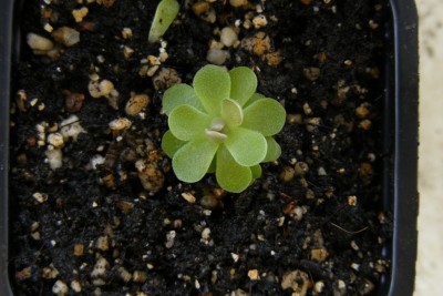 P. debbertiana.JPG