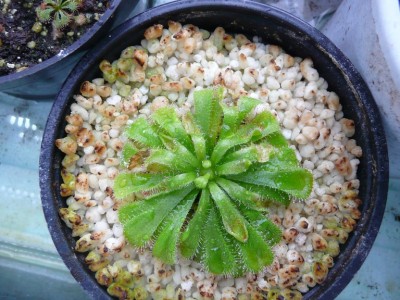 drosera aliciaea kazkas atsitiko.jpg