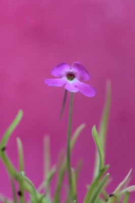 IMG_6133.JPG