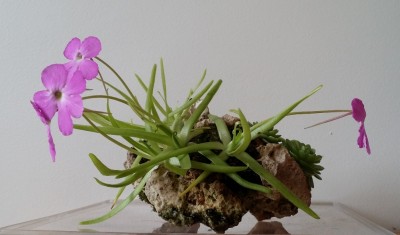 Luitas I 2013-11-02 1.jpg