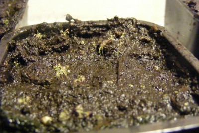 Drosera trinervia.JPG