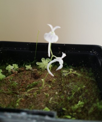 Utricularia subulata ir U. sandersonii 2014-02-28 1.jpg