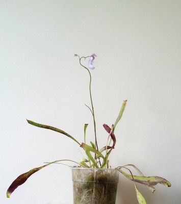 Utricularia longifolia 2014-01-26 1.jpg