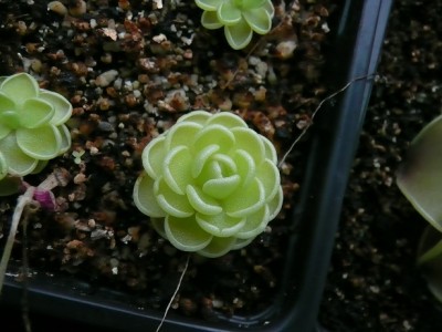 P1130649 pinguicula jaumavensis.jpg