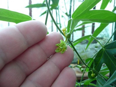 passiflora suberosa2.JPG