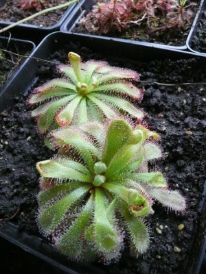 P1130609-drosera aliciae.jpg
