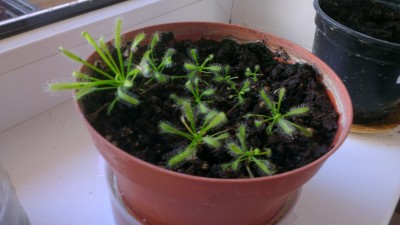 IMAG0203.jpg