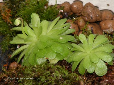 Pinguicula jaumavensis'14.01.jpg