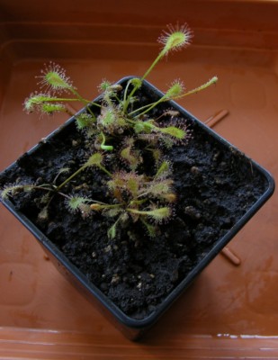 D. nidiformis.JPG