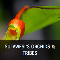 Sulawesi orchidejos ir gentys.jpg