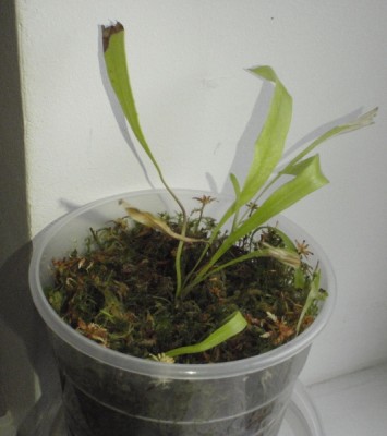 Utricularia longifolia 001.JPG