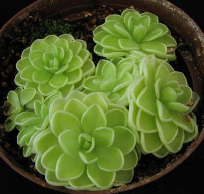 P_jaumavensis_2014-08-30.jpg