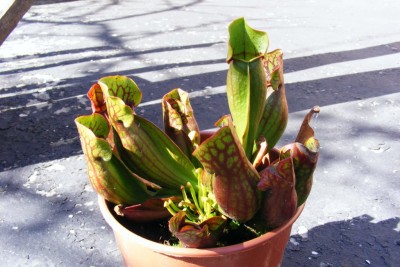 DSCF1049.JPG