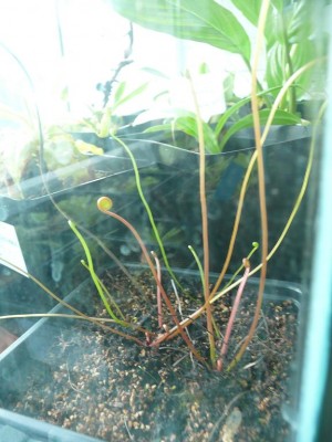 Drosera binata.JPG