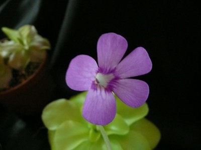 P_moranensis_ziedas.JPG